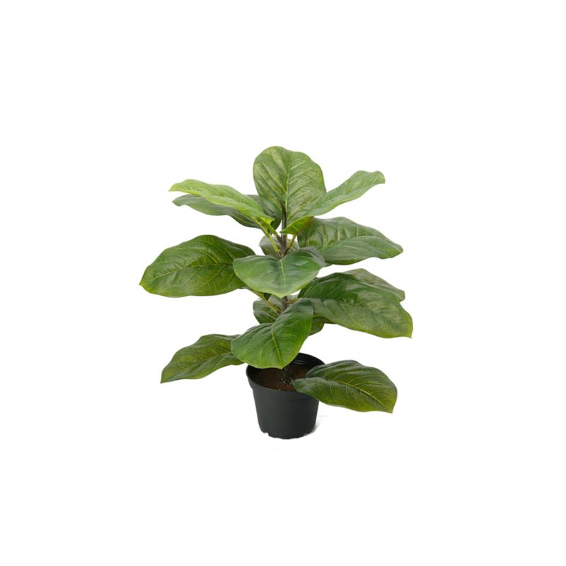 Mr. Plant Fiol Fikus