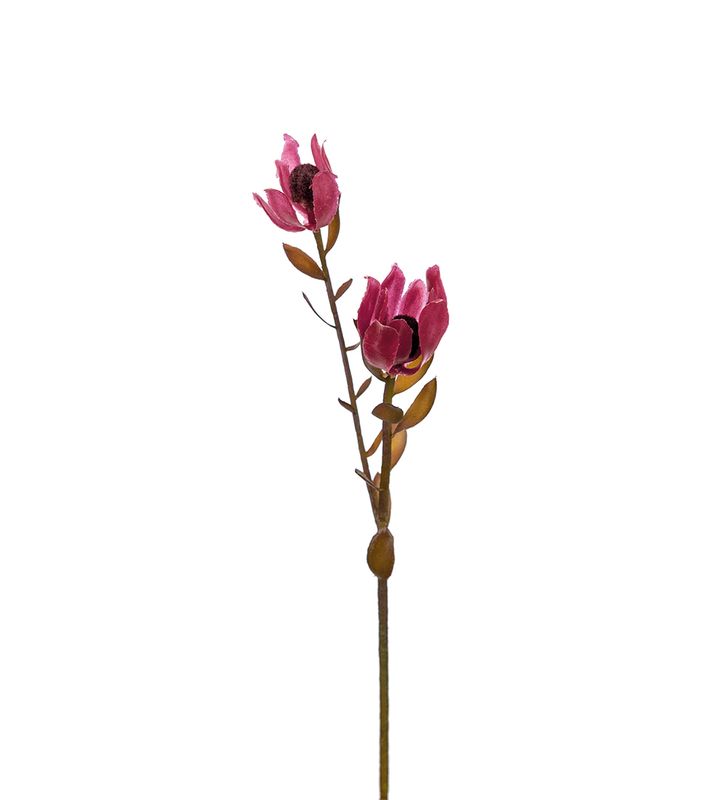 Mr.Plant Safari 30cm