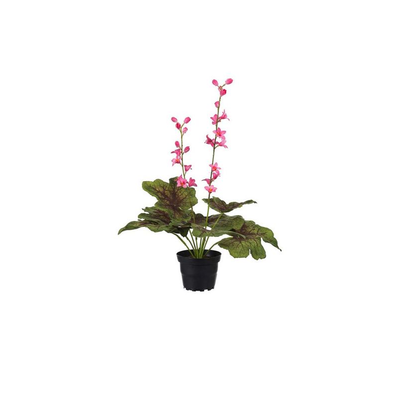 Mr.Plant alunrot