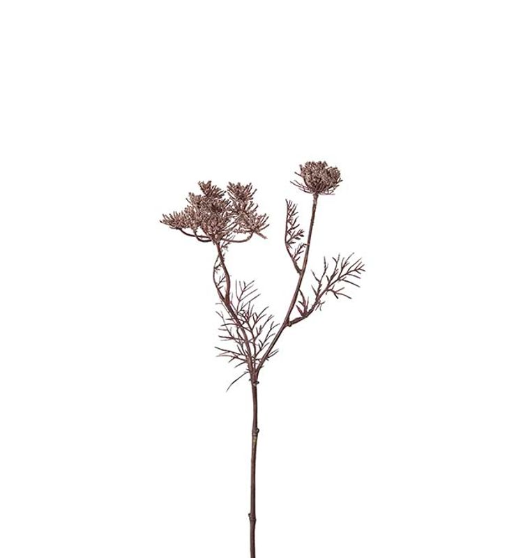 Trachelium Beige