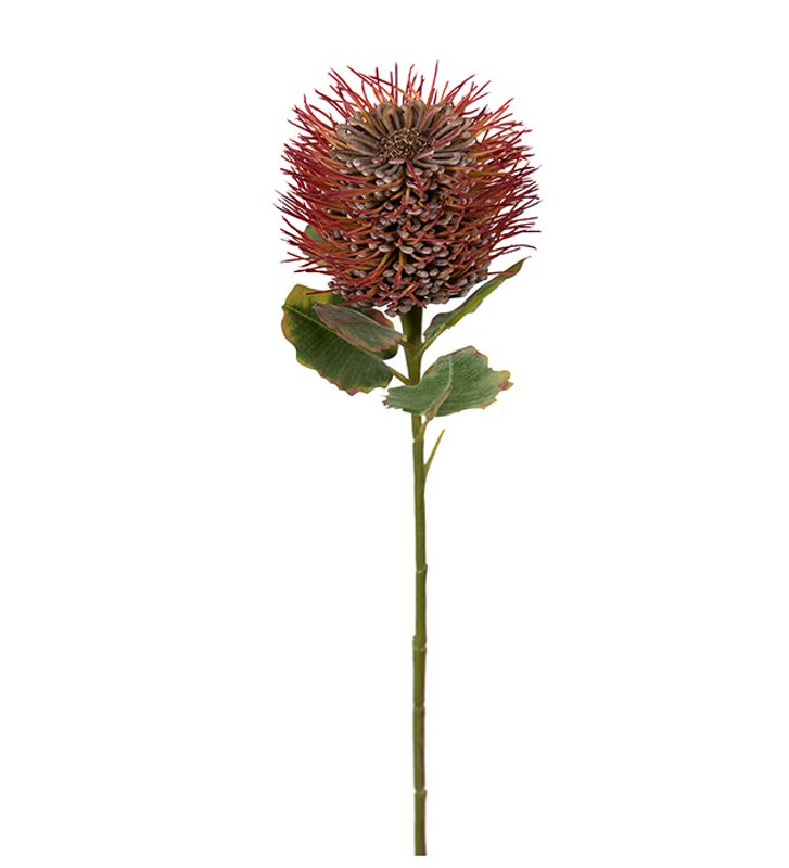 Mr.Plant Protea 58cm