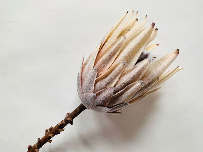 Protea Creme Blomst
